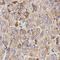 Growth Arrest Specific 2 antibody, A08589, Boster Biological Technology, Immunohistochemistry frozen image 