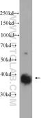 GTP-binding protein REM 2 antibody, 25371-1-AP, Proteintech Group, Western Blot image 