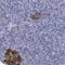 Forkhead Box R2 antibody, NBP1-81870, Novus Biologicals, Immunohistochemistry paraffin image 