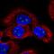 Leukocyte Receptor Cluster Member 9 antibody, HPA053556, Atlas Antibodies, Immunofluorescence image 