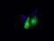 Death Associated Protein Kinase 2 antibody, TA501099, Origene, Immunofluorescence image 