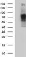 CD44, variant 6 antibody, CF506729, Origene, Western Blot image 
