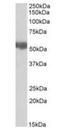 Aldehyde Dehydrogenase 3 Family Member A2 antibody, orb20585, Biorbyt, Western Blot image 