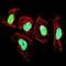 Vascular Endothelial Growth Factor B antibody, orb163156, Biorbyt, Immunocytochemistry image 