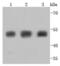 Tubulin Beta 3 Class III antibody, NBP2-67374, Novus Biologicals, Western Blot image 