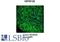 Defensin Beta 129 antibody, LS-B13147, Lifespan Biosciences, Immunohistochemistry frozen image 