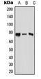 RNA Polymerase II Associated Protein 3 antibody, LS-C353551, Lifespan Biosciences, Western Blot image 