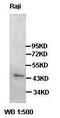 CB2R antibody, orb95231, Biorbyt, Western Blot image 