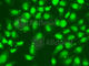FA Complementation Group D2 antibody, A2072, ABclonal Technology, Immunofluorescence image 