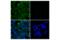 RELB Proto-Oncogene, NF-KB Subunit antibody, 10544S, Cell Signaling Technology, Immunofluorescence image 