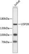 Ubiquitin carboxyl-terminal hydrolase 28 antibody, 23-834, ProSci, Western Blot image 