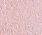 Leucine-rich repeat transmembrane neuronal protein 2 antibody, A11486, Boster Biological Technology, Immunohistochemistry frozen image 