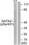 GATA Binding Protein 2 antibody, TA312431, Origene, Western Blot image 
