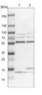 Osm antibody, NBP1-86729, Novus Biologicals, Western Blot image 