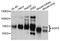 Alkylglycerone Phosphate Synthase antibody, A10484, ABclonal Technology, Western Blot image 