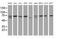 Coiled-Coil Domain Containing 93 antibody, MA5-26449, Invitrogen Antibodies, Western Blot image 