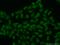 Host Cell Factor C1 antibody, 19358-1-AP, Proteintech Group, Immunofluorescence image 