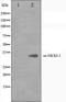NK6 Homeobox 3 antibody, orb224588, Biorbyt, Western Blot image 