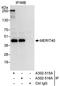 BRISC And BRCA1 A Complex Member 1 antibody, A302-515A, Bethyl Labs, Immunoprecipitation image 