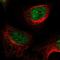 Lysine Demethylase 1A antibody, HPA053660, Atlas Antibodies, Immunofluorescence image 