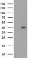 HDJ1 antibody, TA502195S, Origene, Western Blot image 