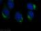 Clusterin Associated Protein 1 antibody, 17470-1-AP, Proteintech Group, Immunofluorescence image 