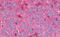 Heat shock protein beta-2 antibody, MBS249105, MyBioSource, Immunohistochemistry frozen image 