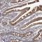 Microtubule Associated Protein 11 antibody, HPA029464, Atlas Antibodies, Immunohistochemistry frozen image 
