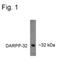 Protein Phosphatase 1 Regulatory Inhibitor Subunit 1B antibody, PA1-4611, Invitrogen Antibodies, Western Blot image 