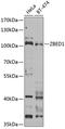 Zinc Finger BED-Type Containing 1 antibody, A11133-1, Boster Biological Technology, Western Blot image 