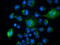 Peroxisomal Trans-2-Enoyl-CoA Reductase antibody, LS-C115801, Lifespan Biosciences, Immunofluorescence image 