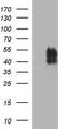 PD-L1 antibody, CF507087, Origene, Western Blot image 