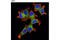 RAB10, Member RAS Oncogene Family antibody, 8127T, Cell Signaling Technology, Immunocytochemistry image 