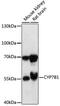 Cytochrome P450 Family 7 Subfamily B Member 1 antibody, 18-145, ProSci, Western Blot image 