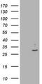 Interferon Induced Protein 35 antibody, TA503362, Origene, Western Blot image 