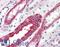 Ring Finger Protein 34 antibody, LS-B2995, Lifespan Biosciences, Immunohistochemistry paraffin image 