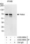 Cbl Proto-Oncogene Like 1 antibody, A302-968A, Bethyl Labs, Immunoprecipitation image 