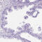 PHD Finger Protein 7 antibody, HPA036283, Atlas Antibodies, Immunohistochemistry paraffin image 