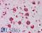 Trypsin antibody, LS-B4236, Lifespan Biosciences, Immunohistochemistry paraffin image 