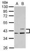 APOL1 antibody, NBP2-15430, Novus Biologicals, Western Blot image 