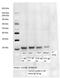 Occludin antibody, 331594, Invitrogen Antibodies, Western Blot image 