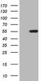 Zinc finger protein ZIC 3 antibody, CF808167, Origene, Western Blot image 