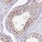 Chromosome 19 Open Reading Frame 33 antibody, HPA054406, Atlas Antibodies, Immunohistochemistry frozen image 