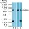 UV Radiation Resistance Associated antibody, PA5-23215, Invitrogen Antibodies, Western Blot image 