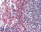 Urocortin 3 antibody, 46-722, ProSci, Western Blot image 