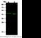 Actin, alpha skeletal muscle antibody, 101273-T40, Sino Biological, Western Blot image 