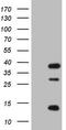 Circadian locomoter output cycles protein kaput antibody, TA804783, Origene, Western Blot image 