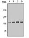 Lysine Demethylase 6A antibody, orb412686, Biorbyt, Western Blot image 