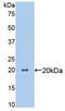 Angiopoietin-related protein 4 antibody, LS-C292830, Lifespan Biosciences, Western Blot image 