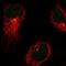 Cell Death Inducing P53 Target 1 antibody, NBP2-14381, Novus Biologicals, Immunofluorescence image 